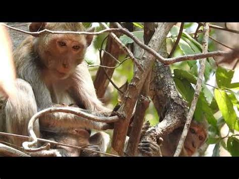 monkeylina videos|Recordbate .